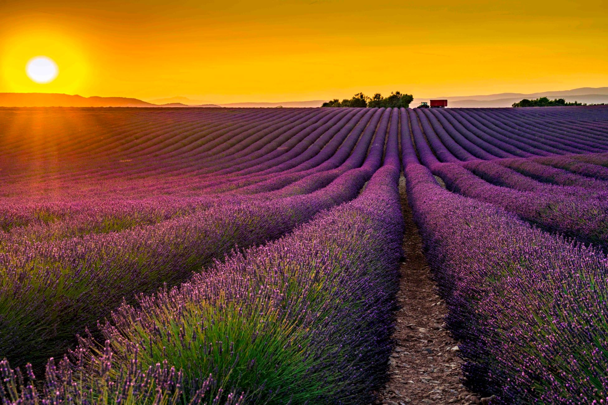 Hình ảnh cánh đồng hoa lavender tím được chụp bởi những người đam mê làm đẹp tự nhiên sẽ chinh phục bạn bằng sự lãng mạn và kiêu sa của chúng. Những bông hoa tím rực rỡ tạo ra một cảm giác ngọt ngào nơi bạn đứng.