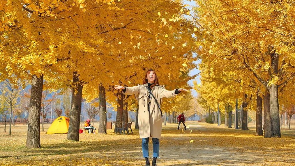 Mùa thu Hàn Quốc với cảnh sắc lá vàng, lá đỏ. Ảnh: BestPrice