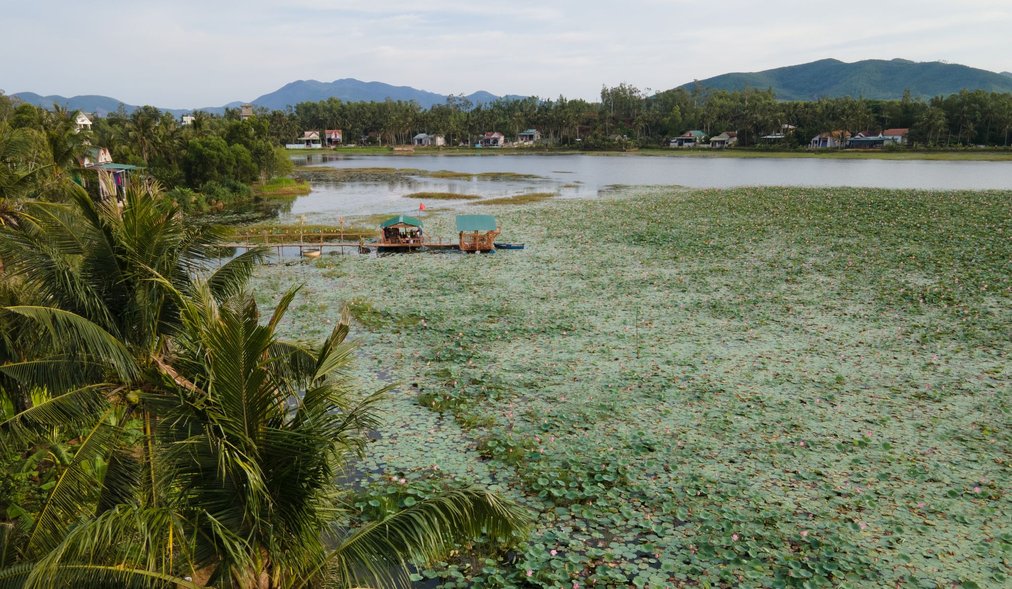 Những rặng dừa bao quanh đầm sen ở Hoài Nhơn. Ảnh: Quin Quin