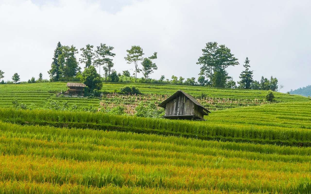 Một góc ruộng bậc thang ở Nậm Cang cuối tháng 7.