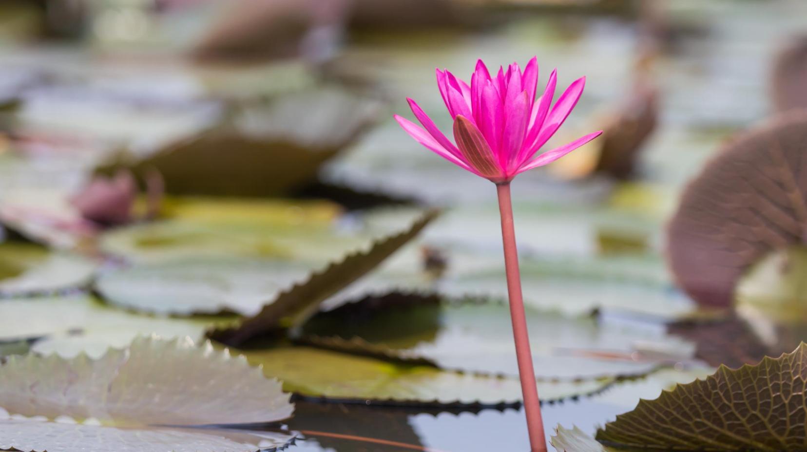 Lotus Lake Bau Sen - 1 km from property