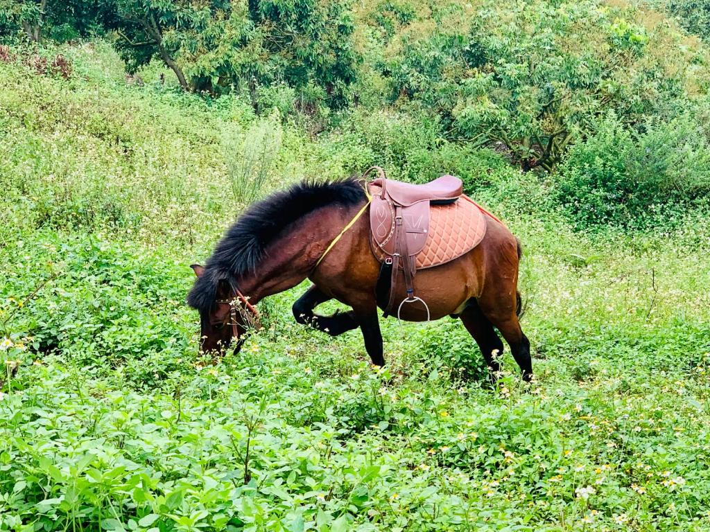 Horseback riding