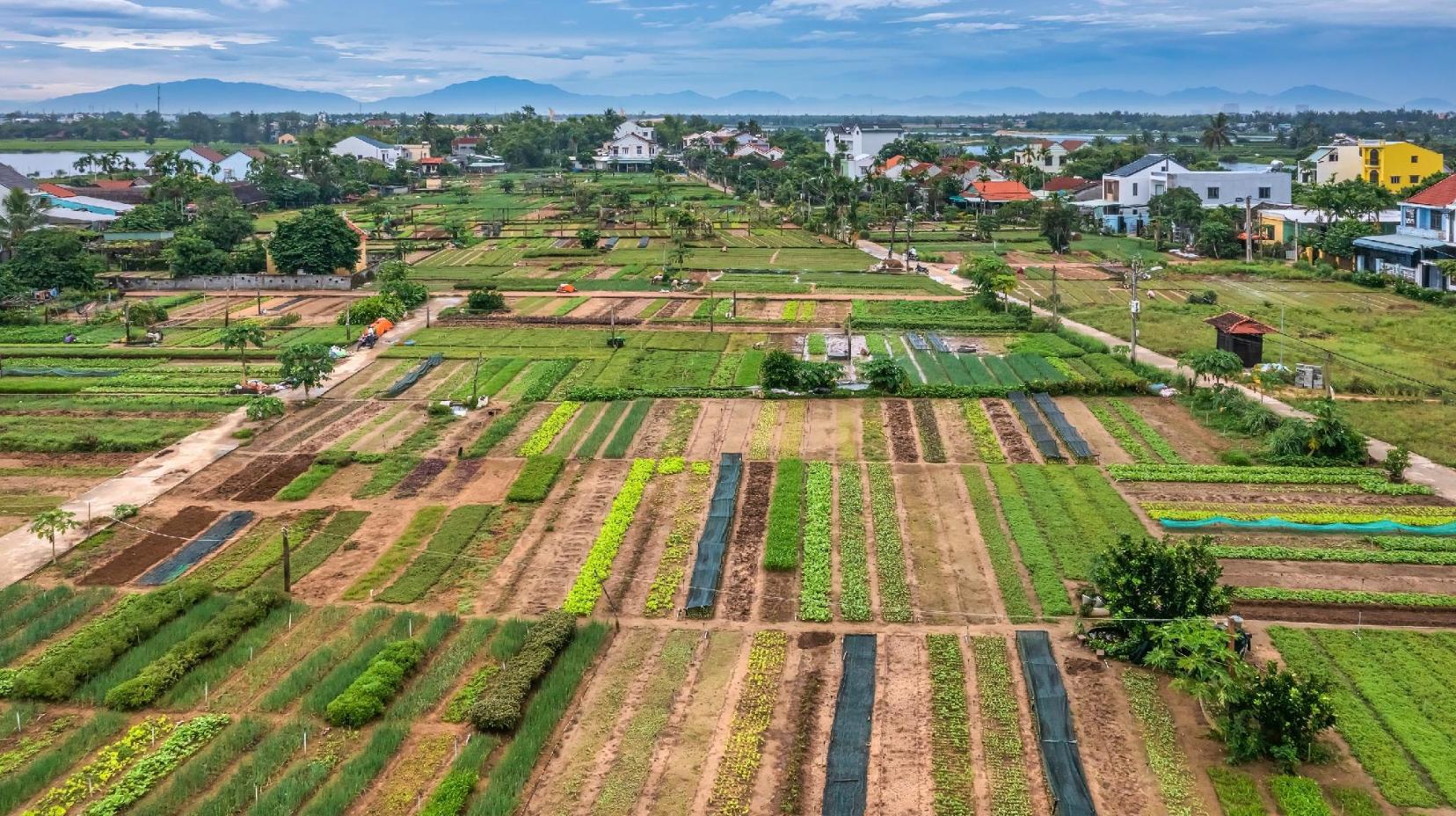 Tra Que Vegetable Village - 1 km from property