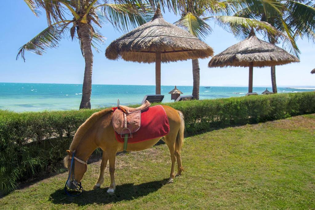 Horseback riding